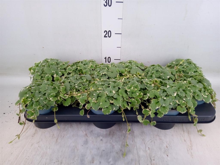 <h4>Glechoma hederacea 'Variegata'</h4>