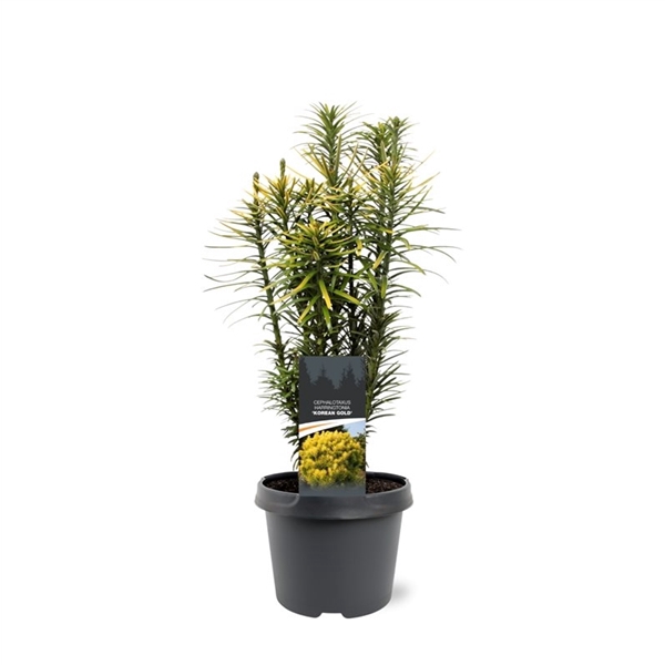 <h4>Cephalotaxus harringtonii 'Korean Gold'</h4>