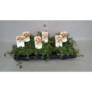 Portulaca   ...mix in pot