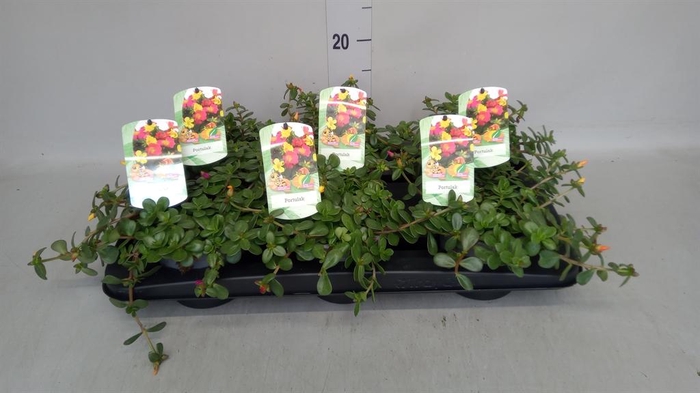 <h4>Portulaca   ...mix in pot</h4>