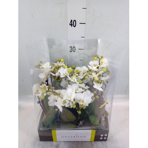 Phalaenopsis multi.   ...white