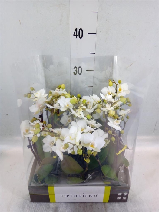 <h4>Phalaenopsis multi. ...white</h4>