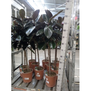 Ficus   ...