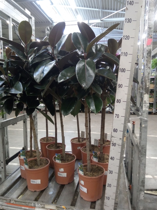 <h4>Ficus   ...</h4>