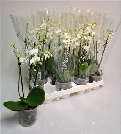 ** Phal Ov Wit 3 Branches 21+**