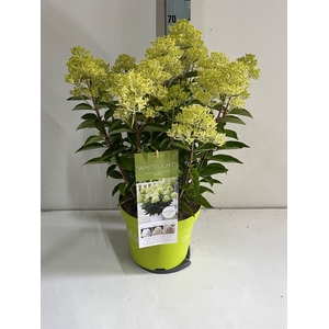 Hydrangea pan.