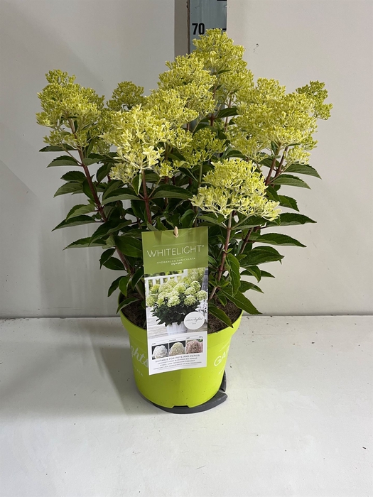 <h4>Hydrangea pan.</h4>