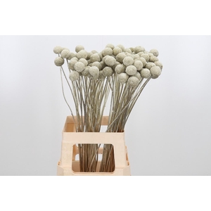 Craspedia Kl Bh Platina Xl