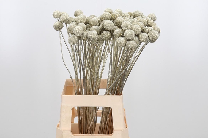 <h4>Craspedia Kl Bh Platina Xl</h4>