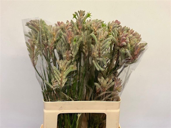 <h4>ANIGOZ BUSH DIAMOND</h4>