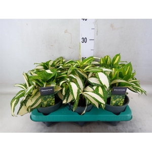 Dracaena