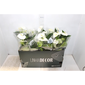 ANTHURIUM WHITE WINNER P15 BRANCO