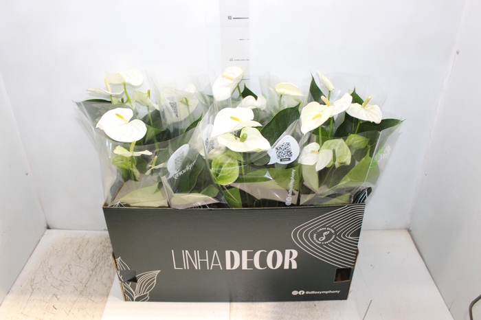 <h4>ANTHURIUM WHITE WINNER P15 BRANCO</h4>