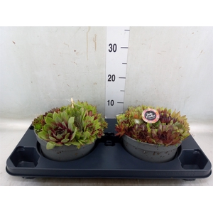 Sempervivum   ...
