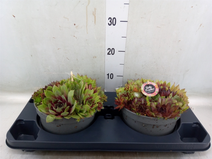 <h4>Sempervivum   ...</h4>