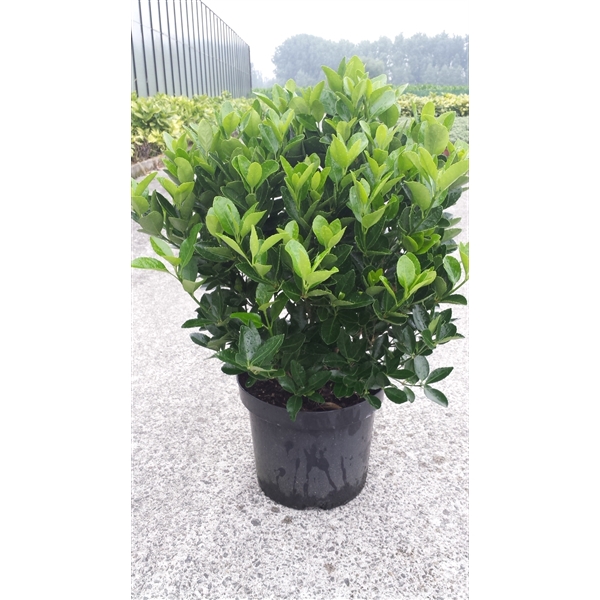 <h4>Euonymus Japonica</h4>