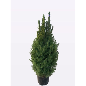 PICEA GL DECEMBER