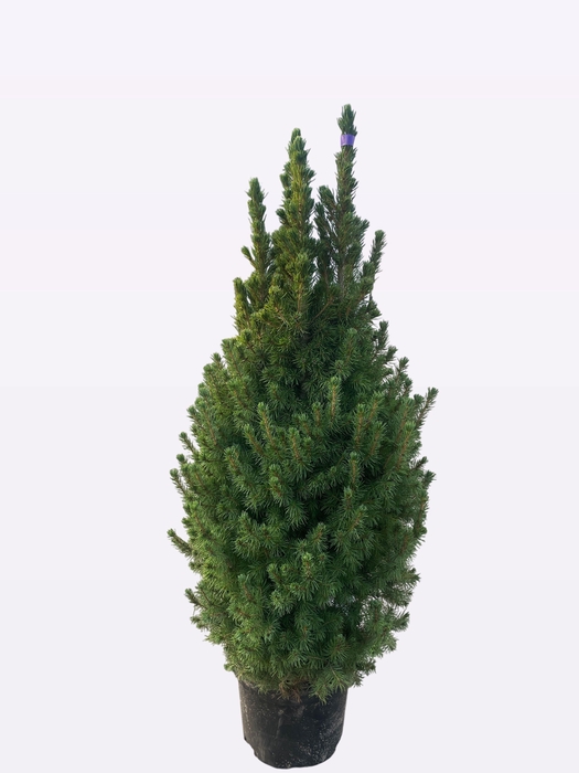 <h4>PICEA GL DECEMBER</h4>