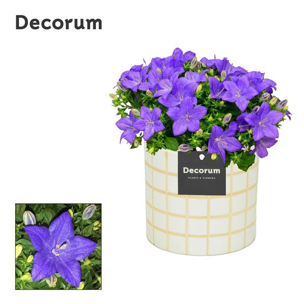 <h4>Campanula Napoli 'Tirza' Decorum</h4>