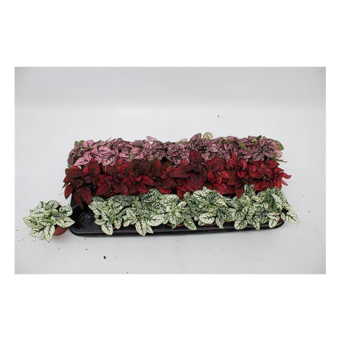 <h4>Hypoestes phyllostachya mixed 8Ø 12cm</h4>