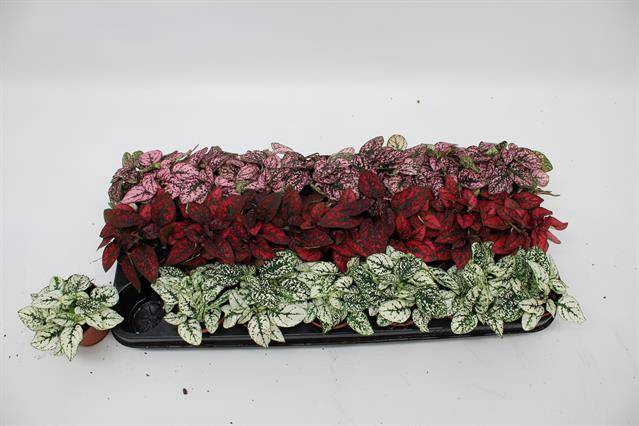 Hypoestes phyllostachya mixed 8Ø 12cm