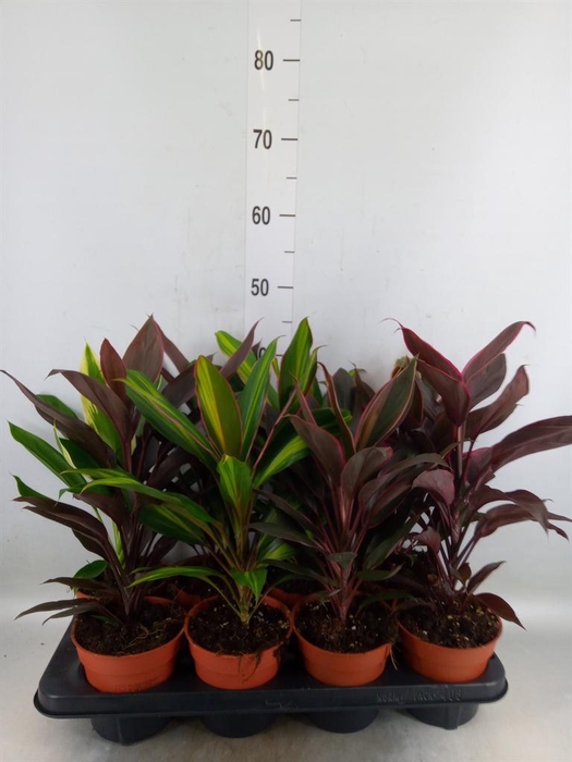 <h4>Cordyline   ...mix</h4>