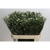 Aster Paquita