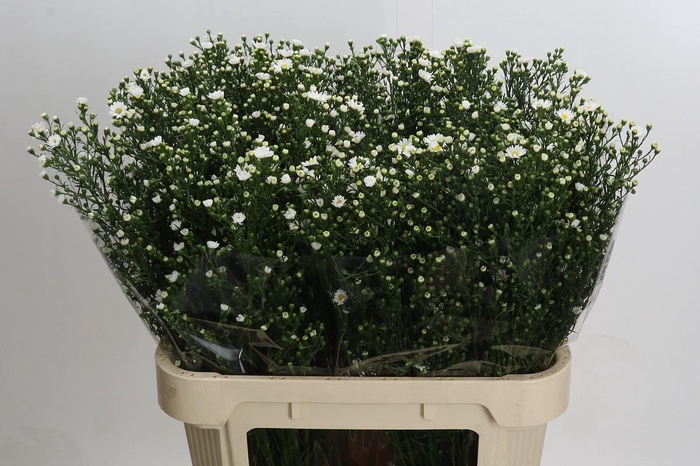 <h4>Aster Paquita</h4>