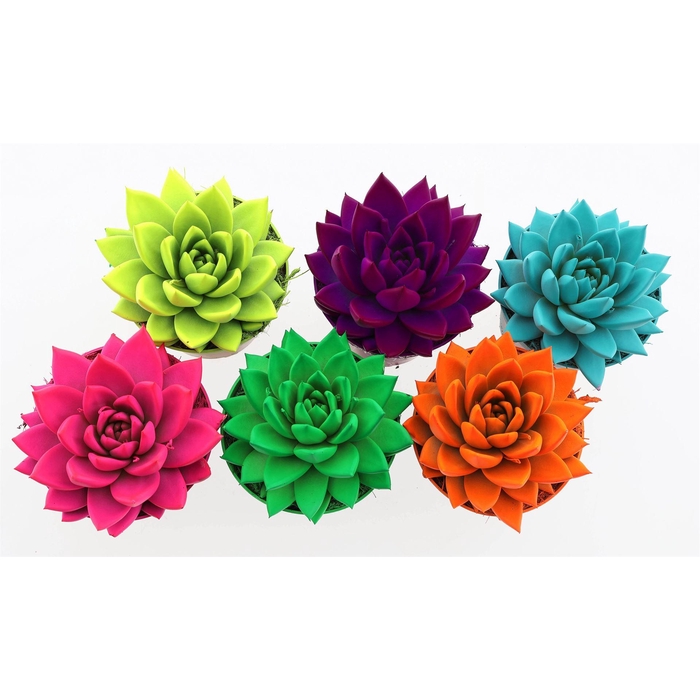 <h4>Echeveria  'Miranda'</h4>