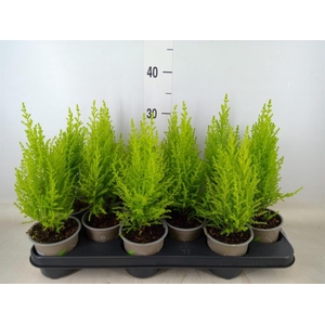 Cupressus macro. 'Goldcrest Wilma'