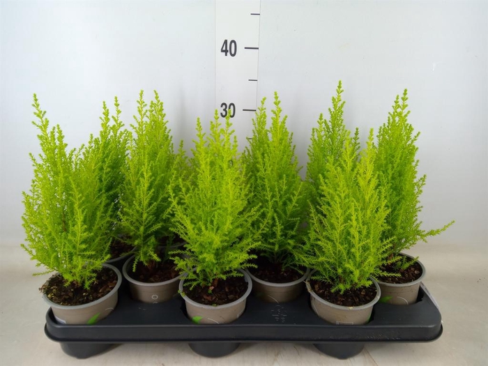 <h4>Cupressus macro. 'Goldcrest Wilma'</h4>