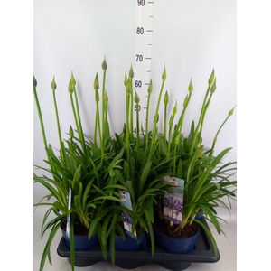 Agapanthus  'Amourette Shock Blue'