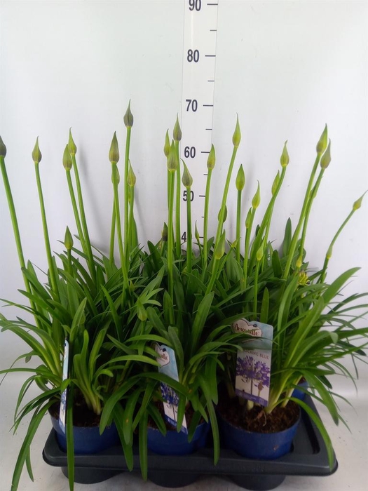 <h4>Agapanthus  'Amourette Shock Blue'</h4>