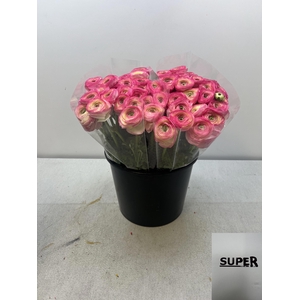 RAN CLONI SUPER FELICIDADE