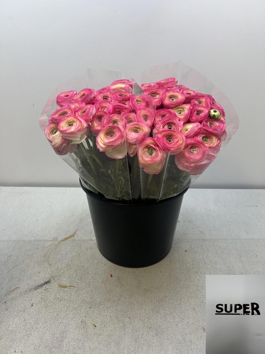 <h4>RAN CLONI SUPER FELICIDADE</h4>