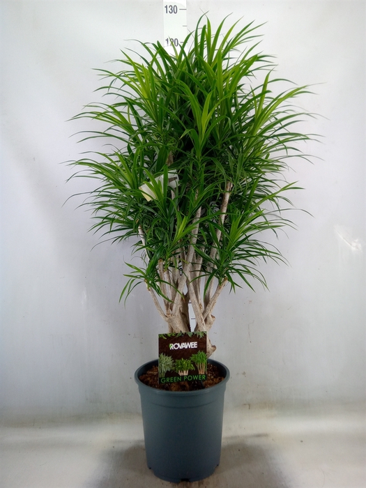 <h4>Dracaena refl.   ...</h4>
