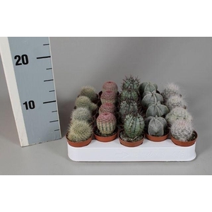 CACTUS GEM
