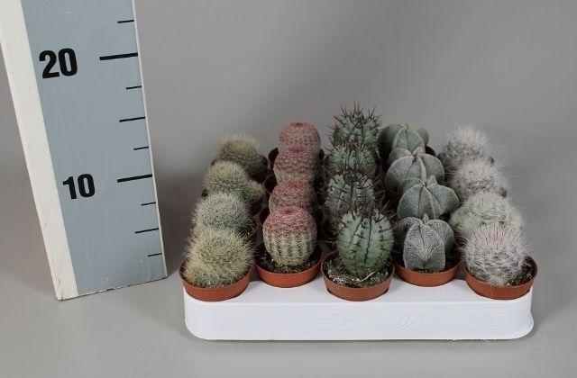 <h4>CACTUS GEM</h4>
