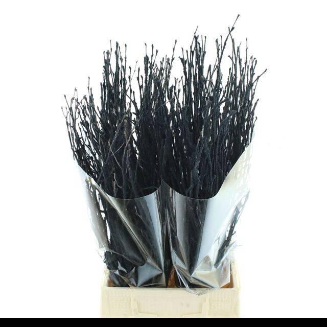 <h4>BETULA OV KLB H%</h4>