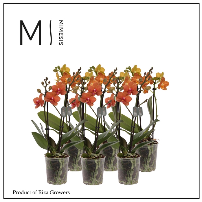 <h4>Phalaenopsis Orange 2 spike - 9cm | Mimesis</h4>