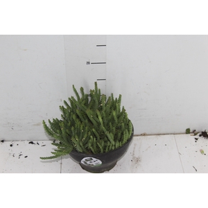 CACTUS STAPELIA ORBEA VARIEGATA C18