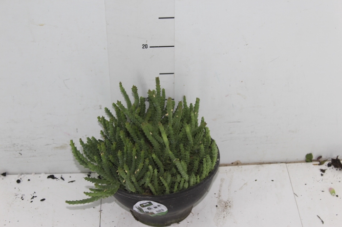 CACTUS STAPELIA ORBEA VARIEGATA C18