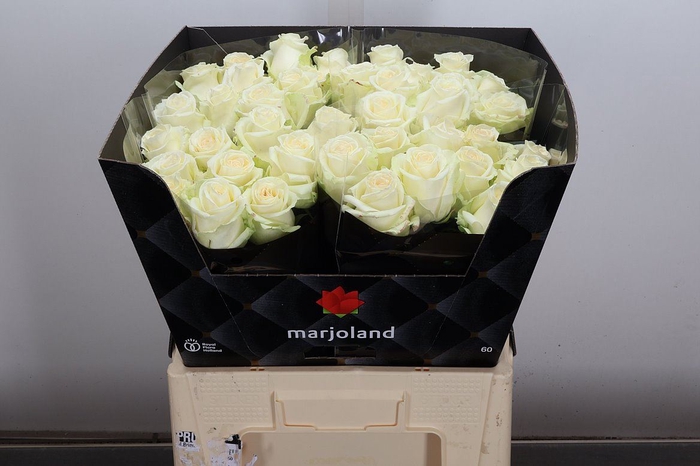 <h4>Rosa GR 'Dolomiti'</h4>