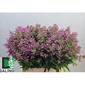 PHLOX P PINK EYES