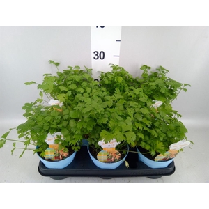 Apium graveolens
