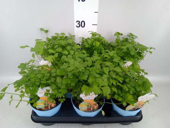 <h4>Apium graveolens</h4>