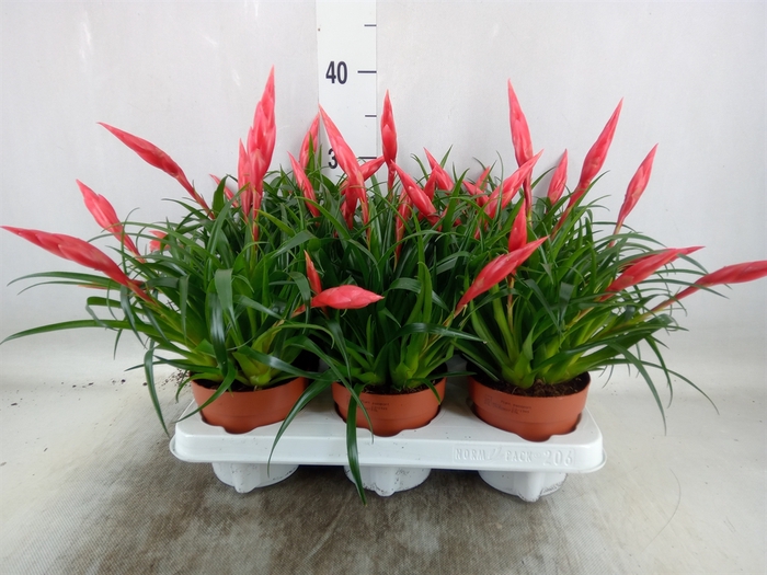 <h4>Vriesea  'Astrid'</h4>