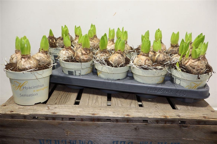 <h4>Hyacin White Pearl</h4>