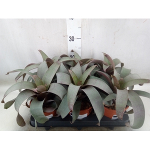 Vriesea saundersii