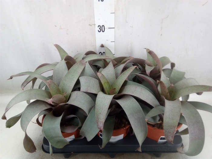 <h4>Vriesea saundersii</h4>